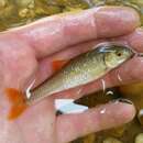 Image of Bluehead Chub