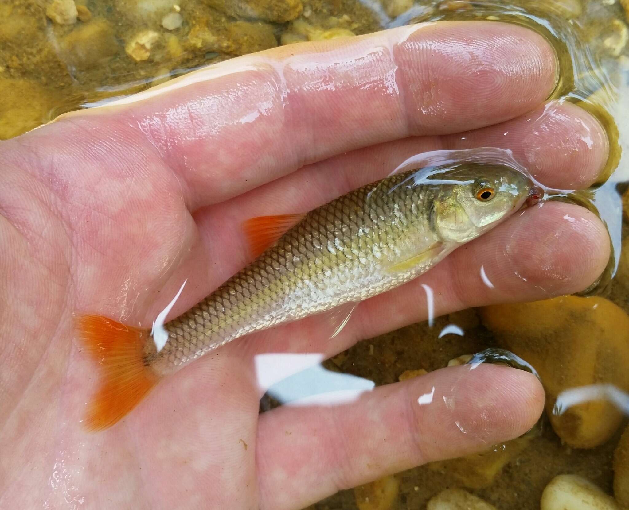 Image of Bluehead Chub