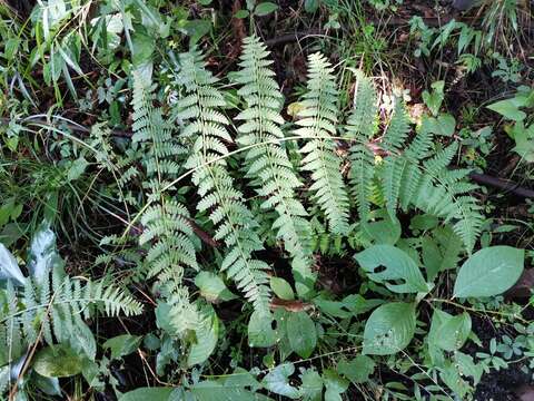 Image of Macrothelypteris viridifrons (Tag.) Ching