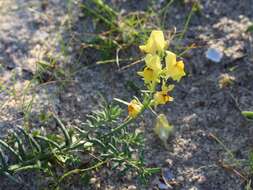 Image of Linaria polygalifolia Hoffmgg. & Link