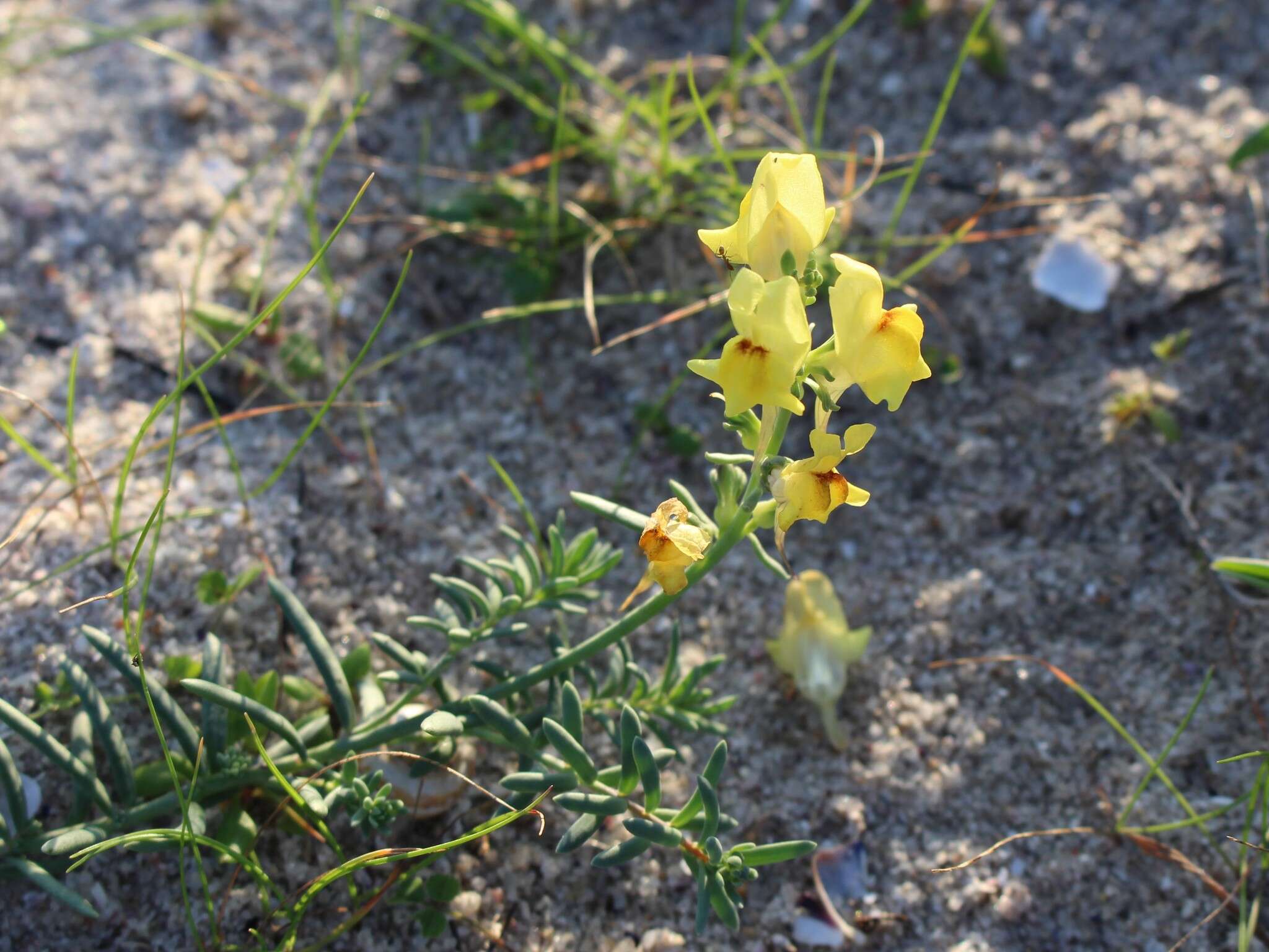 Plancia ëd Linaria polygalifolia Hoffmgg. & Link