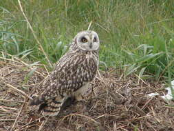 Image de Hibou des marais