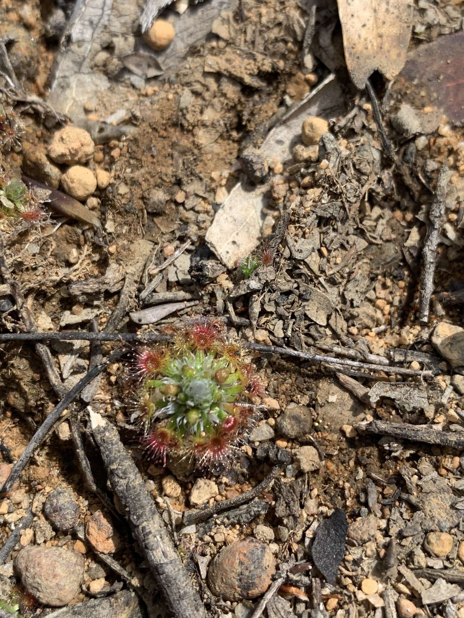 Image of Drosera hyperostigma N. Marchant & Lowrie