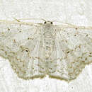 صورة Idaea tacturata (Walker 1861)