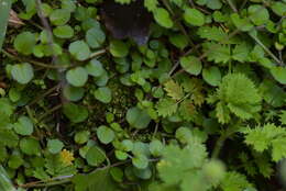 Imagem de Epilobium nummularifolium R. Cunn. ex A. Cunn.