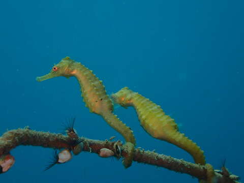 Image of Flat-faced Seahorse