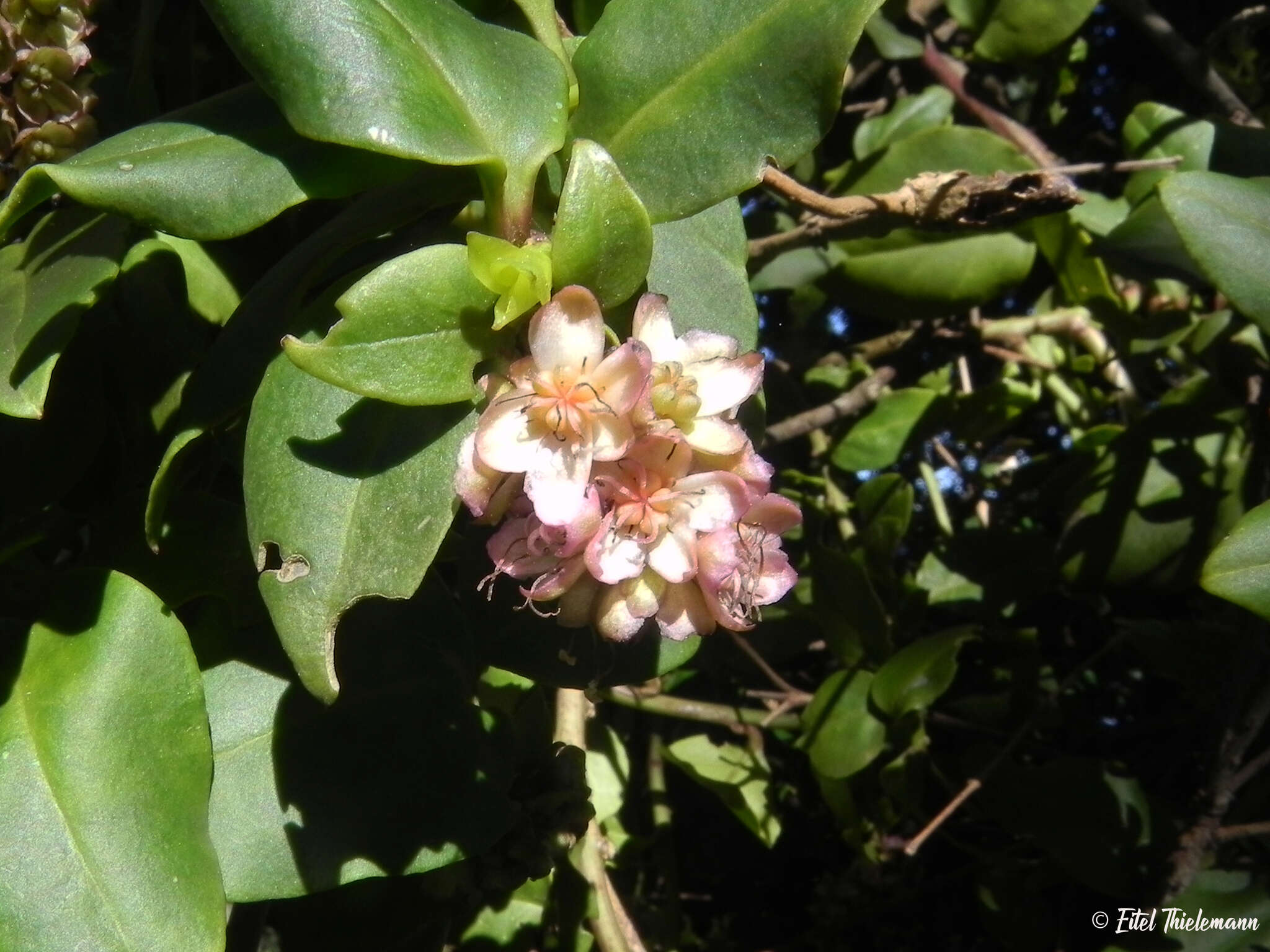 Image of Ercilla spicata (Bertero) Moq.