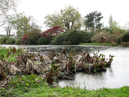 Image of giant rhubarb