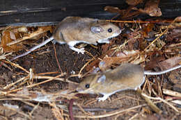 Image de Souris à pattes blanches