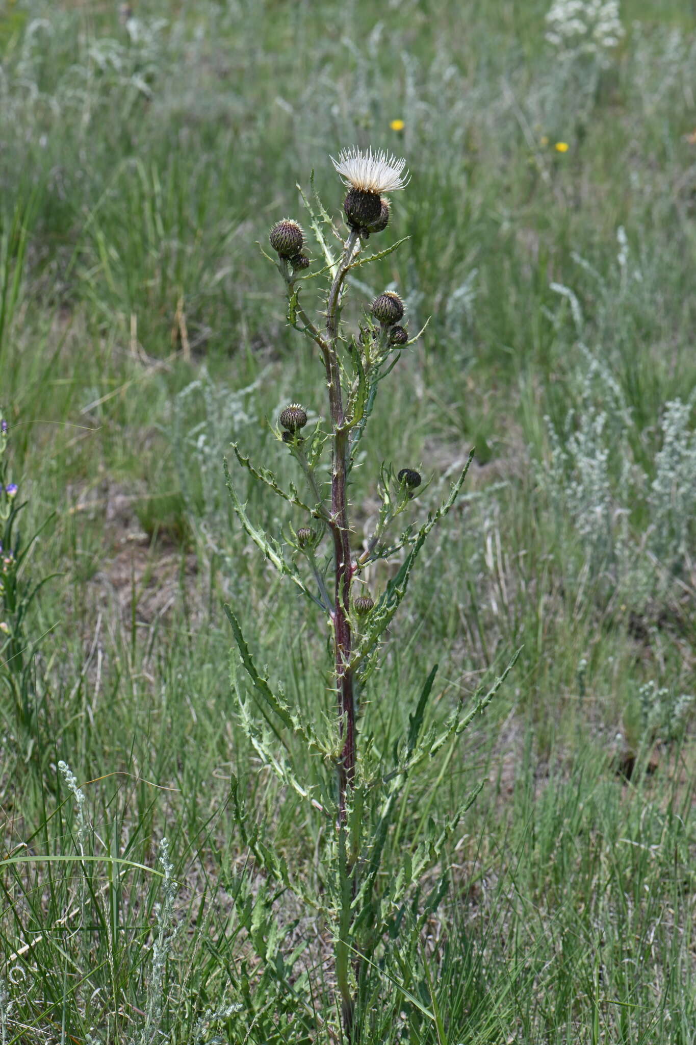 Image of prairie thistle