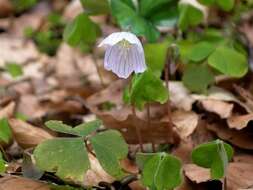 Imagem de Oxalis acetosella L.