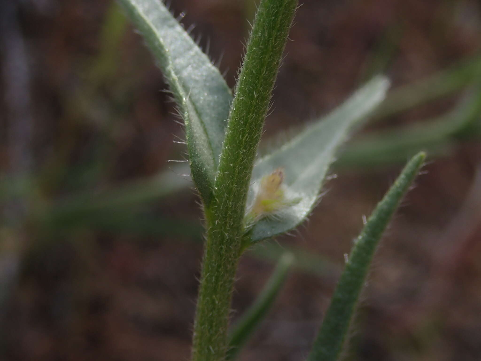 Image de Hackelia diffusa var. arida (Piper) R. L. Carr