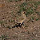 Image of Anthus cinnamomeus rufuloides Roberts 1936