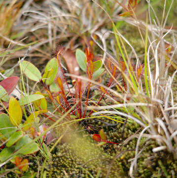 صورة Drosera anglica Huds.