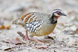 Image of Bar-backed Hill Partridge