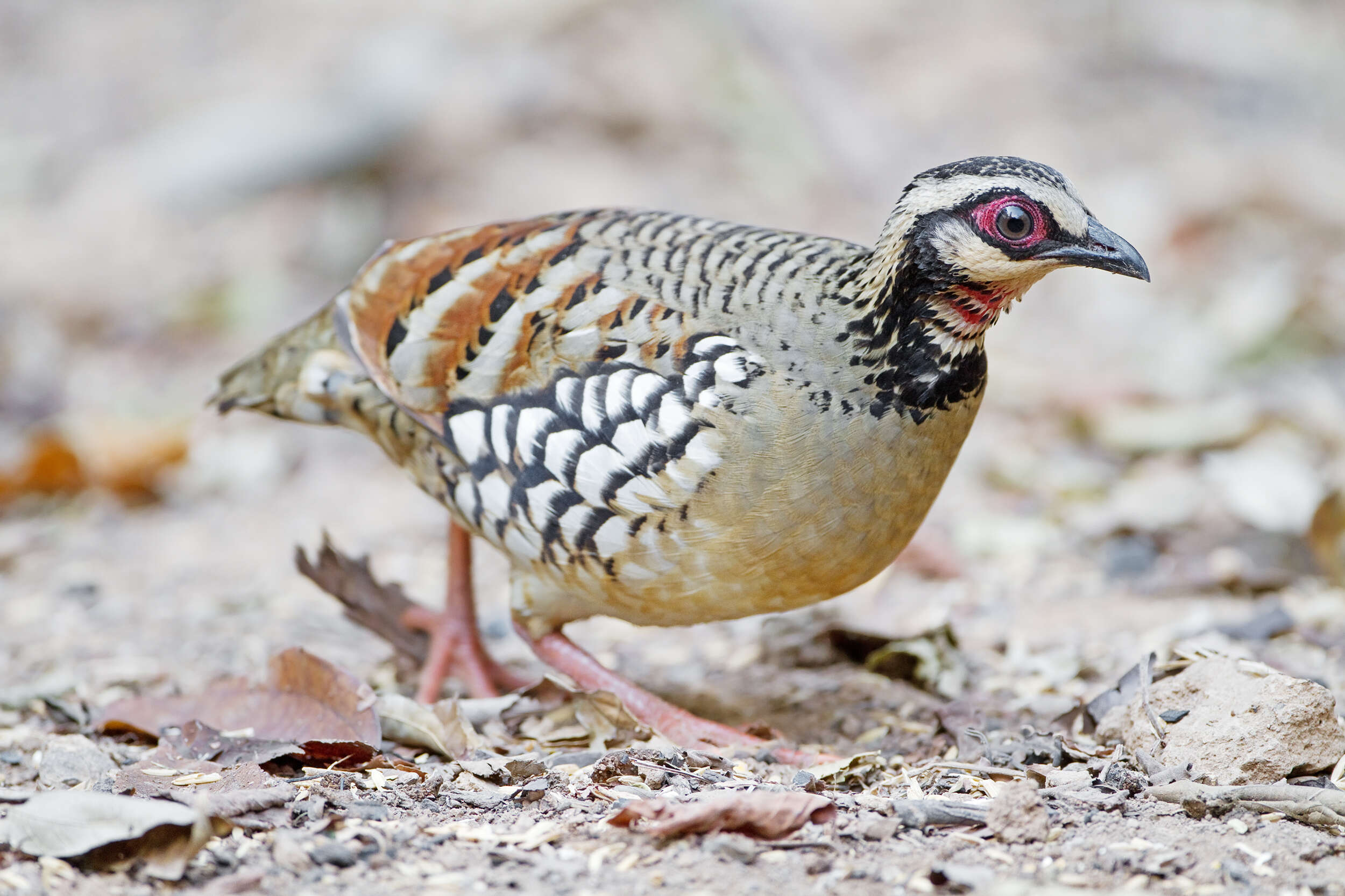 Image of Bar-backed Hill Partridge