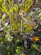 Image of Eastern Swamp Emerald