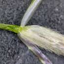 Image of poverty dropseed