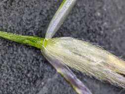 Image of poverty dropseed