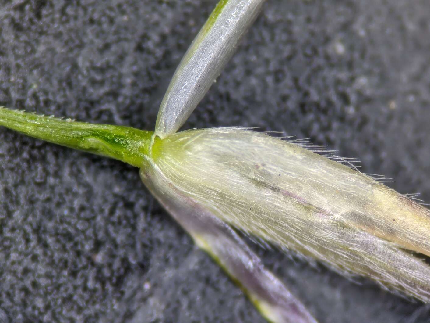 Image of poverty dropseed