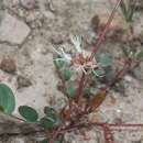 Image de Calliandra humilis var. reticulata (A. Gray) L. D. Benson