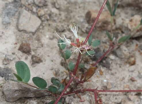 Imagem de Calliandra humilis var. reticulata (A. Gray) L. D. Benson