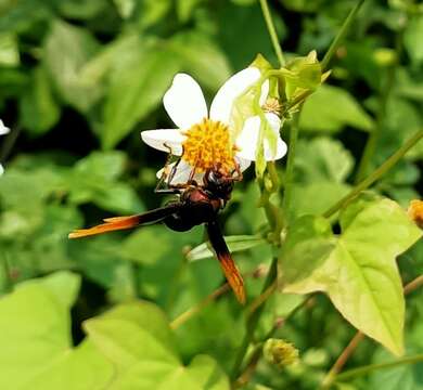 صورة Rhynchium haemorrhoidale (Fabricius 1775)