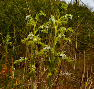 Bipinnula fimbriata (Poepp.) I. M. Johnst. resmi