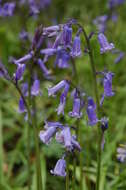 Image of Common Bluebell