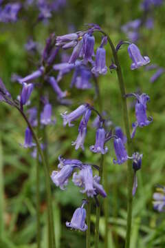 Image de jacinthe des bois