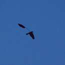 Image of Standard-winged Nightjar