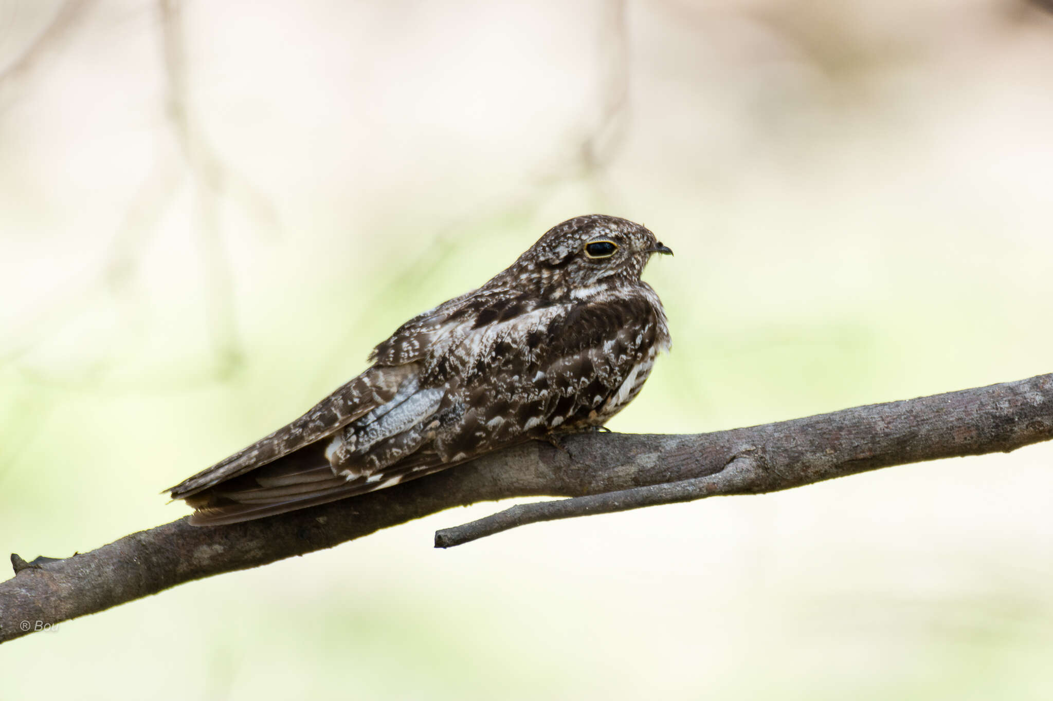 Image of Lesser Nighthawk