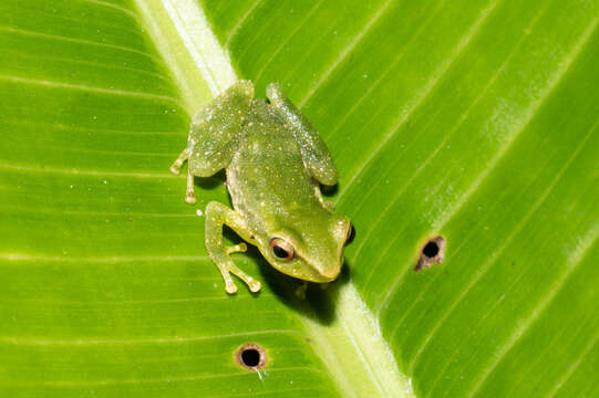 Sivun Pristimantis omeviridis Ortega-Andrade, Rojas-Soto, Valencia, Espinosa de los Monteros, Morrone, Ron & Cannatella 2015 kuva