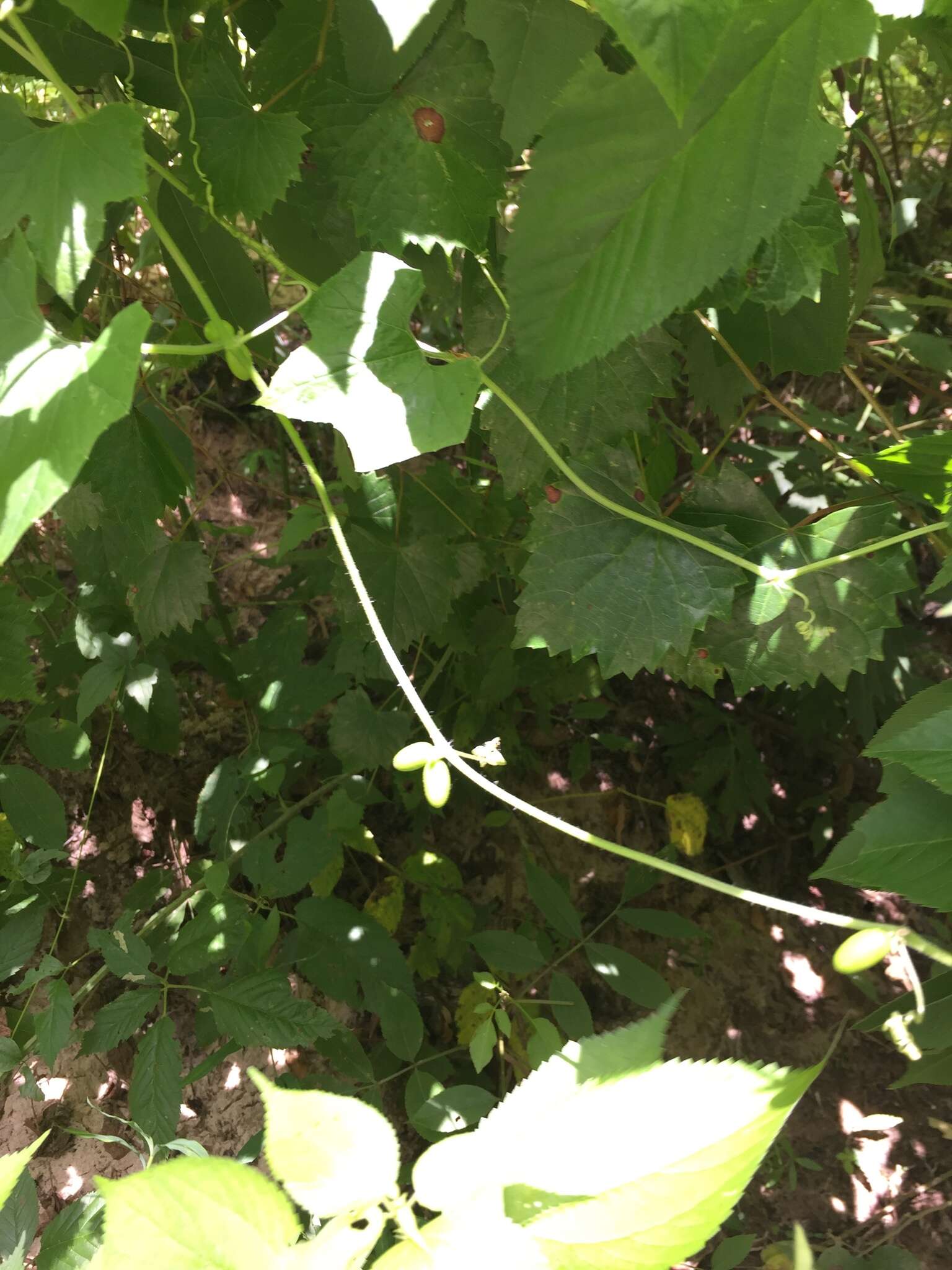 Image of Five-Lobe-Cucumber