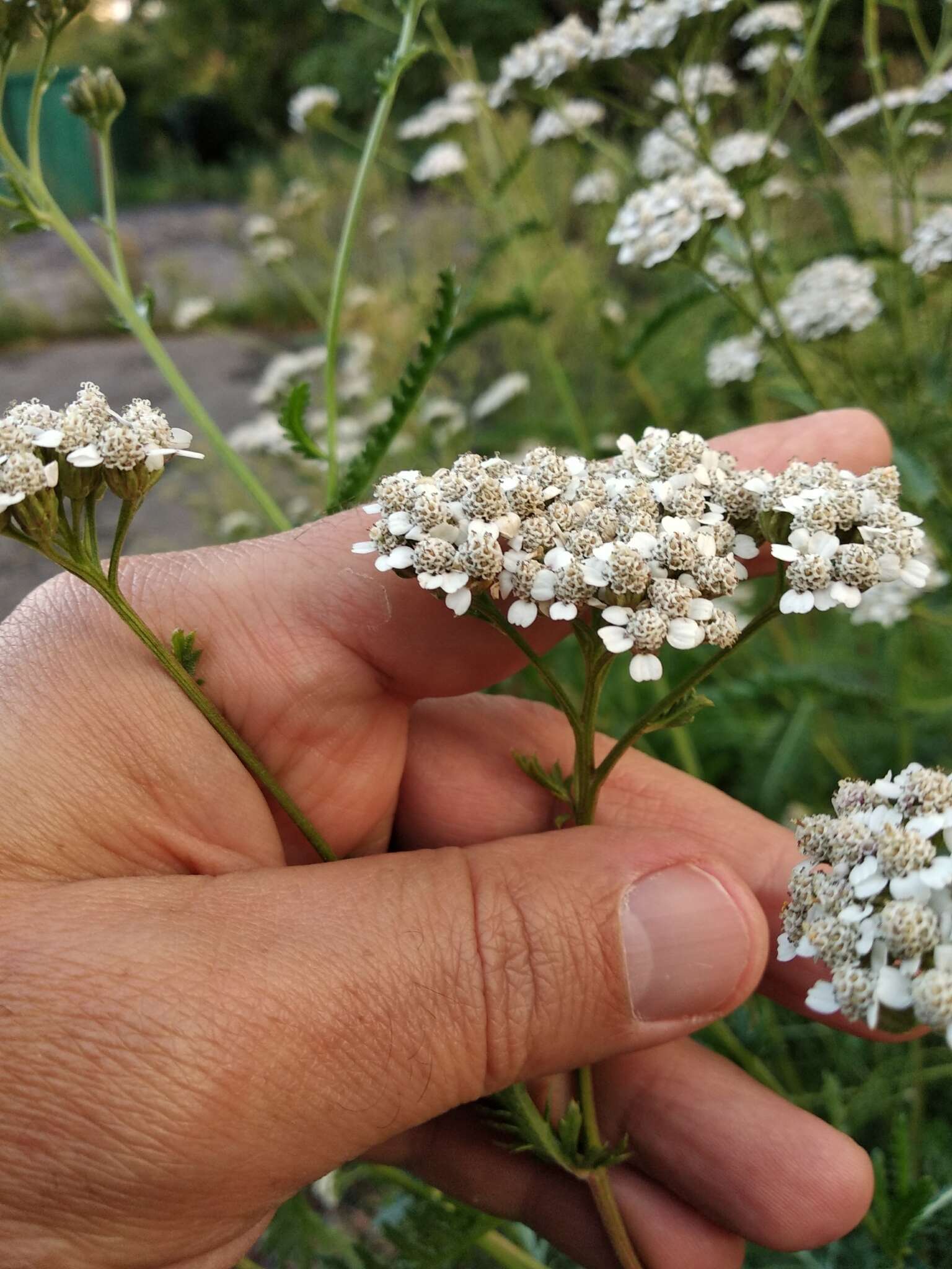 Image of Achillea inundata Kondrat.