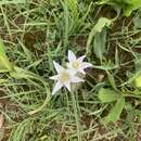 Image de Ornithogalum orthophyllum Ten.