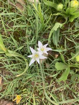 Слика од Ornithogalum orthophyllum Ten.