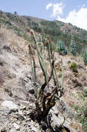 صورة Cleistocactus buchtienii Backeb.