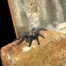 Image of Ecuadorian Purple Tarantula