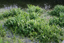 Image of Fool's-Watercress