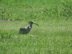 Image of Plumbeous Ibis