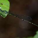 Image of Cream-tipped Swampdamsel