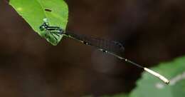 Image of Cream-tipped Swampdamsel
