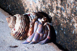 Image of <i>Coenobita purpureus</i>