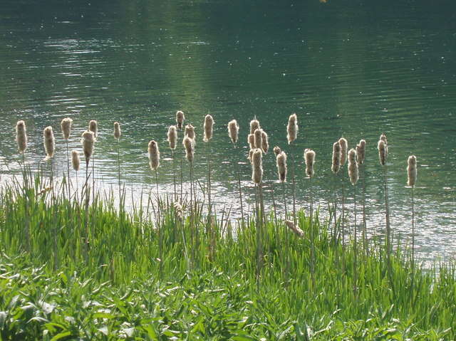 Image of broadleaf cattail