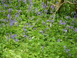 Image of Common Bluebell