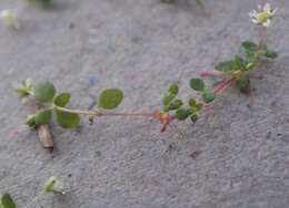 Image of Crassula papillosa Schönl. & Baker fil.