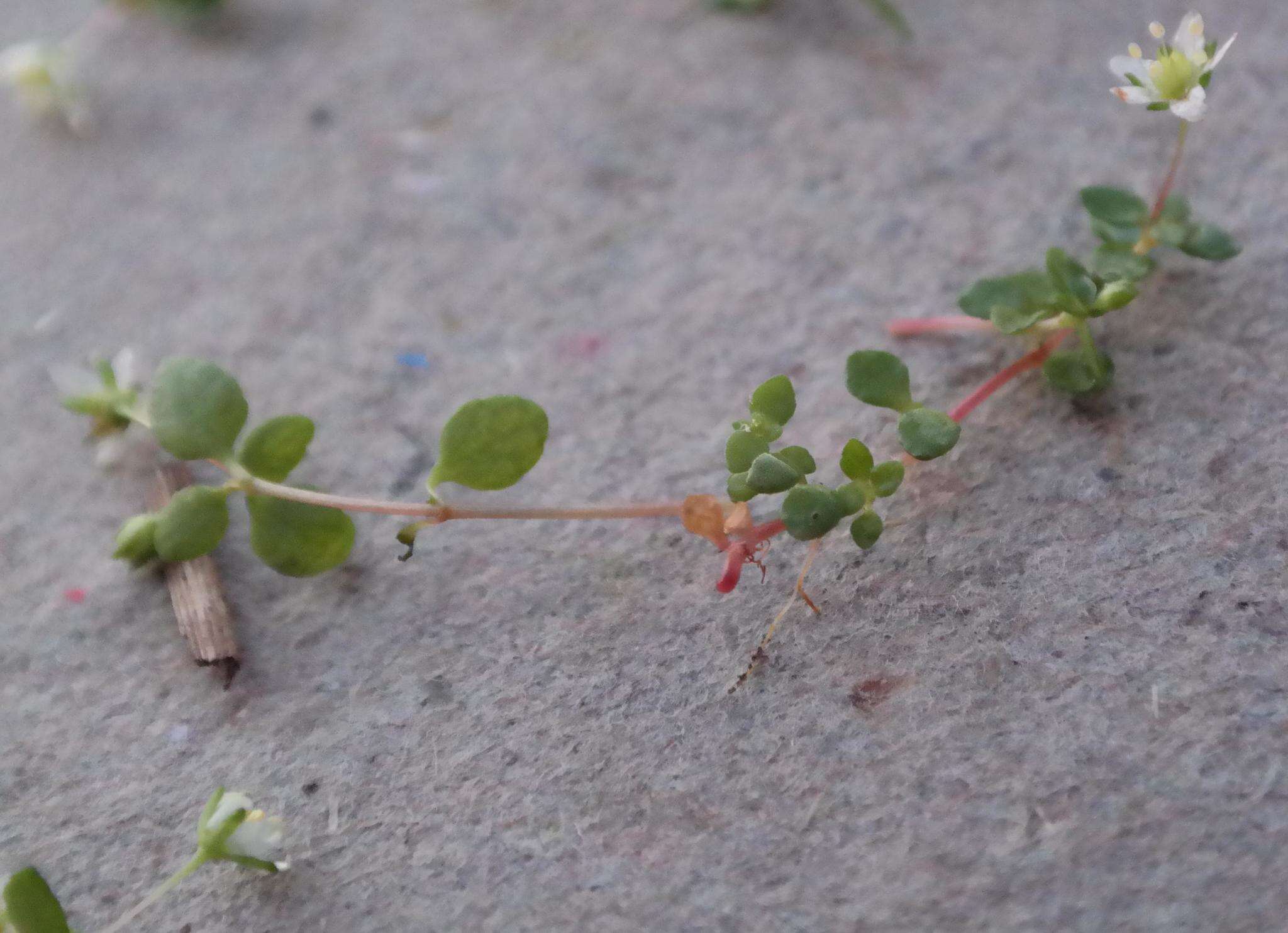 Image of Crassula papillosa Schönl. & Baker fil.