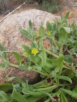 Image of Cleretum papulosum (L. fil.) N. E. Br.