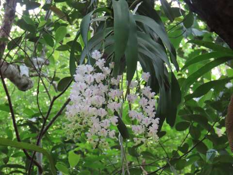 Image of Aerides odorata Lour.